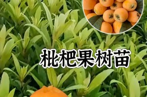 从种子到枇杷（种植枇杷的步骤和关键要点）