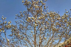 家里种香椿树风水好吗？（从生长环境到传统文化，揭秘香椿树的神秘力量）