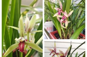 建兰养护指南（如何培育花期丰盛的建兰？建兰养护关键技巧大揭秘！）