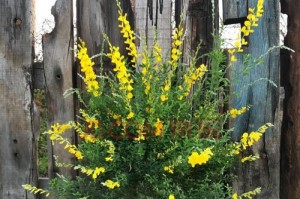 金雀花的花期是什么时候？（探究金雀花的开花时间及特点）