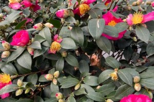 茶梅花施肥指南（打造繁花盛开的茶梅花园——如何施肥？）