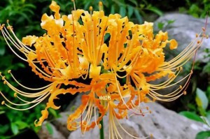 探究彼岸花的象征意义（追寻彼岸花的精神寓意）