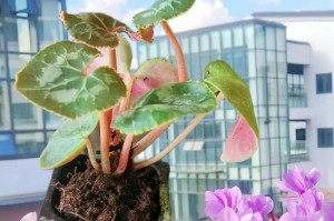 探秘仙客来的栽培之道（揭秘种植仙客来的技巧与要点）