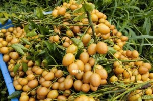 黄皮几年结果实，实属不易（探寻黄皮几年结果实的秘密，分享成功养殖经验）