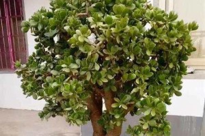 如何让玉树开花？（玉树不开花的原因和解决办法）