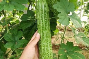 苦瓜种植与管理技术（优化产量，提高品质与利润）