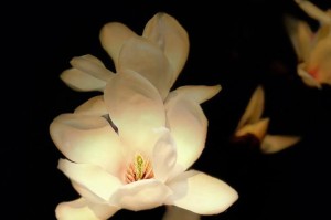 品味玉兰花的优美与神秘（探索玉兰花的外形、气质和文化）