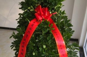 发财树和鸭掌木的区别（如何辨别这两种植物）