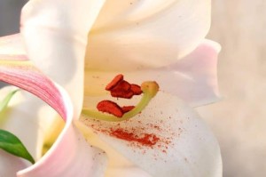 百合花四季开花的奇妙之处（探秘百合花长时间开花的原因和方法）