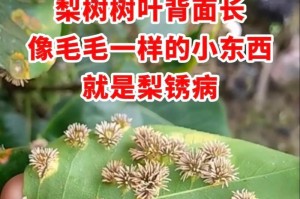 梨树落果的原因——探究成因与防治方法