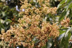 荔枝花期一览（探寻荔枝花开的时间、地点、特点与文化）