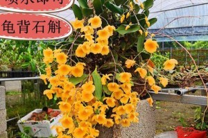 培育健康成长的龟背——关于如何养大龟背的方法（探索龟背生长的秘密，打造理想的饲养环境）