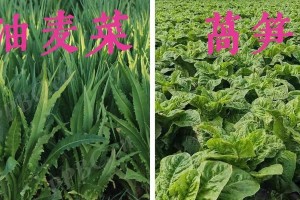 贡菜是莴笋吗？（揭开贡菜与莴笋的神秘面纱）