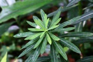 大戟科植物全面解析（探寻大戟科植物的分类、特征、应用及风险）