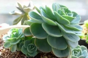 多肉植物换土换盆技巧（快速掌握换土换盆的方法，让你的多肉植物更健康）