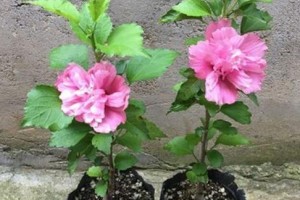 木槿花的毒性与室内养护（了解这些，让你更好地养护木槿花）
