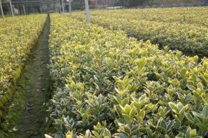 金边黄杨的耐寒性及种植方法剖析（揭秘金边黄杨的生长环境、适应性和繁殖方式）