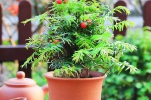 红豆杉叶子发黄脱落的原因及治理方法（保护红豆杉叶子，打造美丽环境）