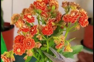 长寿花枝叶发软的原因及治理方法（揭秘长寿花枝叶发软的根本问题，教你有效恢复花卉的生机）