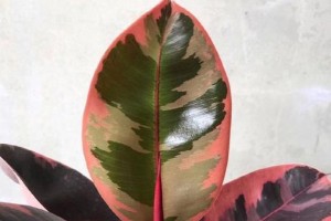 红钻养殖知识（了解红钻的养殖方法和注意事项，做好养殖工作）