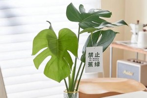 天堂鸟养殖方法与注意事项（打造属于自己的天堂鸟家园）