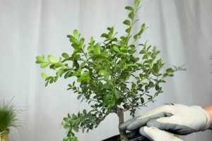 黄杨树修剪技巧（打造漂亮的景观）