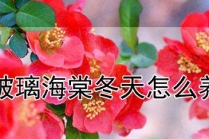 玻璃海棠的家庭养护技巧（玻璃海棠养护指南，从种植到繁殖，助你打造美丽花园）