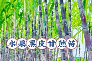 南方甘蔗种植的最佳时间（了解种植季节，助力高产丰收）