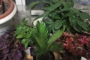 家里能种苏铁吗？——打造绿色家居的小妙招（苏铁的养殖方法、栽培技巧和常见问题）