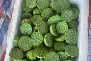 莲蓬的成熟和上市时间（莲蓬的生长过程和特点）