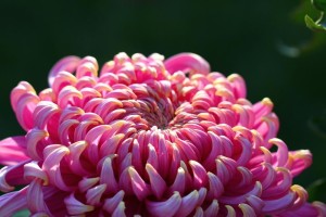 菊花种植全攻略（掌握菊花配土方法，助力成功种植）
