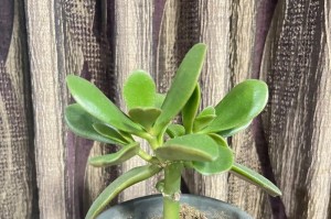 多肉植物瘦了怎么办？（探究多肉植物瘦营养不良的原因及应对方法）