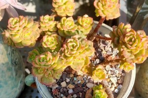 多肉植物的喜阳特性（探究多肉植物对阳光的渴求）