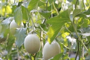 哈密瓜种植时间与生长期的全面解析（掌握哈密瓜生长规律，培育高质量果实）