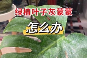 养花干叶的原因及解决方法（室内养花中遇到的干叶问题及应对措施）