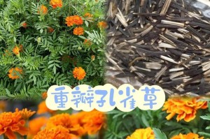 孔雀草开花周期解析（探寻孔雀草花期长短及开花季节）
