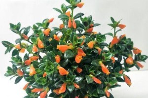 金鱼吊兰的开花频率（探究金鱼吊兰一年开几次花，以及如何促进其开花）