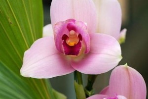 探究兰花在文化中的深远影响（探究兰花在文化中的深远影响）