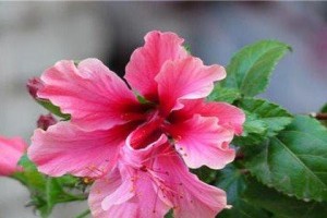 扶桑花为何不能在家中养？（扶桑花的特点及适宜的生长环境）