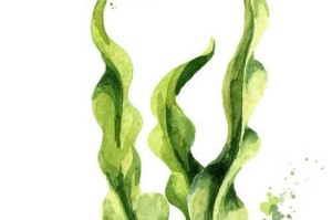 海藻的分类及特点（了解海藻，认识藻类植物，探索海洋奥秘）