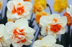 水仙是多年生植物（探究水仙的生长特点和养护方法）