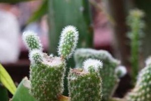 如何选取最佳时机扦插仙人掌（选择最佳季节、温度和土壤质量，让仙人掌快速生根成长）