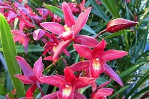 建兰的养护与开花时间（从种植到开花，教你如何打造美丽的建兰花园）
