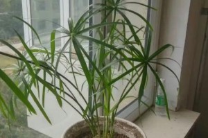 竹子叶黄的处理方法及利用价值（竹子叶黄的应用与保护）