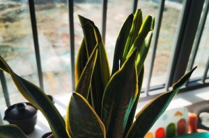 虎皮兰（深入了解虎皮兰的吸甲醛功效）