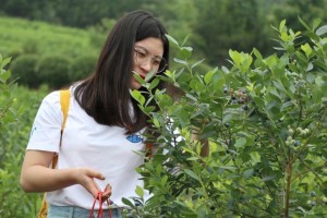 如何让樱桃保存更久？（樱桃保存小技巧，让你天天吃新鲜）