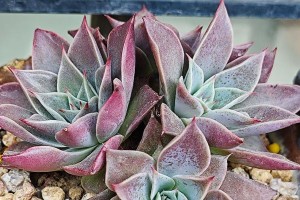 如何科学养护黑王子夏季植物？（打造居家夏日的黑王子花园，从养护开始！）