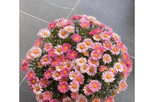 四季不同的浇水方法，如何打理好你的雏菊？（雏菊的浇水需要注意的关键点和技巧）