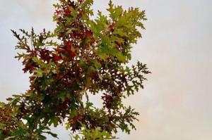 冬季适宜栽种的树种（打造寒冷季节的绿色生态）