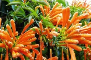 炮仗花为什么冬天会掉叶子？（探究炮仗花冬季落叶现象，解读其原因和处理方法）